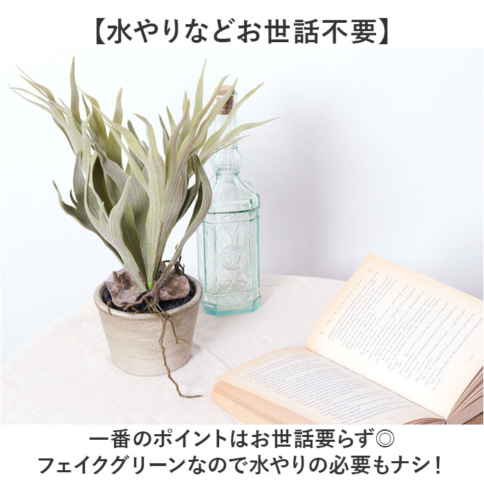 ���տ�ʪ �ե����� �緿 ���� �ե��������꡼�� �����å��ۡ��� �����ƥ��ե�����륰�꡼�� ��������� ����ƥꥢ���꡼�� �͹����տ�ʪ �礭�� ȭ���� �ݥå� ��ӥ� �ǥ����ץ쥤 ������� GLA-1364 �����å��󥰥ۡ���ݥå� �ݥԡ� YDM