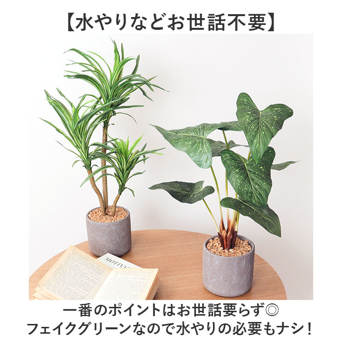 ���տ�ʪ �ե����� �緿 ���� �ե��������꡼�� �����ƥ��ե�����륰�꡼�� ����ƥꥢ���꡼�� �͹����տ�ʪ �礭�� ȭ���� �ݥå� ���� ��ӥ� ���ե��� Ź�� ������� ������ ���ñۤ� ���ե� �����ȥݥå� �ݥԡ� YDM