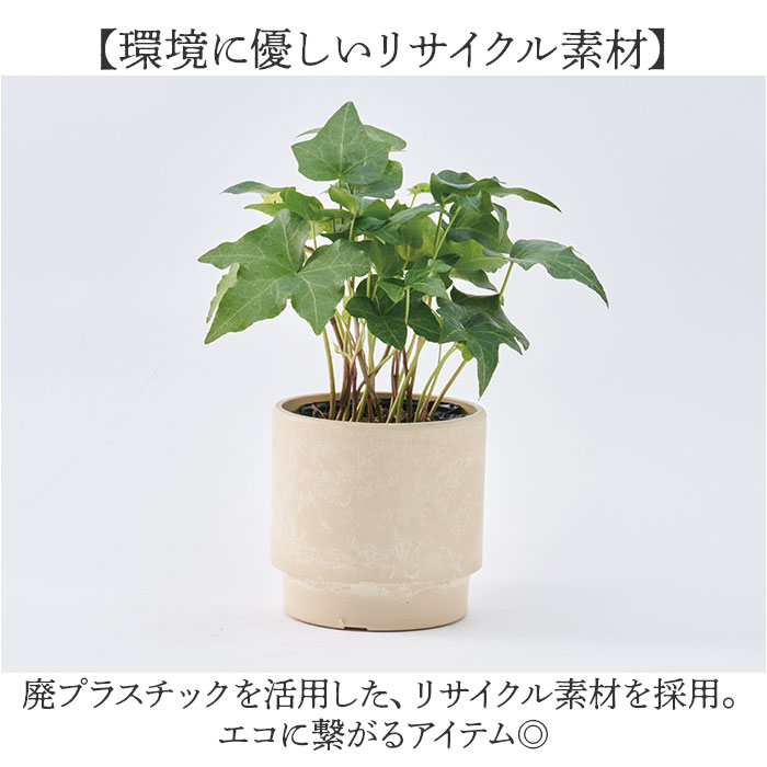 ����ȭ �ץ饹���å� �ݷ� ���� SK ���ƥå� 15.5xH15 ȭ �� 5�� ȭ���С� �ץ�󥿡� �ץ�ݥå� �ץ�󥿡����С� ���� �ݥå� ȭ���� ������� ���� �ڤ� ���տ�ʪ �ե�����󥸥��� ����ƥꥢ �ꥵ������ץ�ݥå� ���襤��