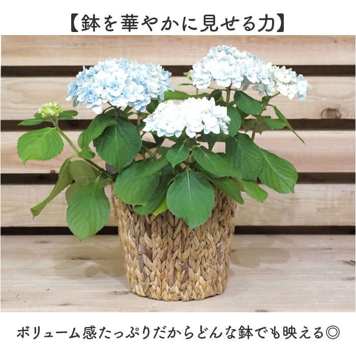 ȭ���С� 5�� ���� ���ߥ��ߥݥå�5�� ����ȭ���С� �ץ�󥿡����С� 5��ȭ �� �ۥ磻�� ����ȭ ȭ �ץ�󥿡� ���� �ݥå� �ե�����󥸥��� ȭ���� ���� ��� ���տ�ʪ ¿����ʪ ���꡼�� �ʥ����� ����ƥꥢ �������