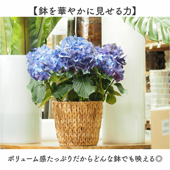 ȭ���С� 6�� ���� ���ߥ��ߥݥå�6�� ����ȭ���С� �ץ�󥿡����С� 6��ȭ �� �ۥ磻�� ����ȭ ȭ �ץ�󥿡� ���� �ݥå� �ե�����󥸥��� ȭ���� ���� ��� ���տ�ʪ ¿����ʪ ���꡼�� �ʥ����� ����ƥꥢ �������