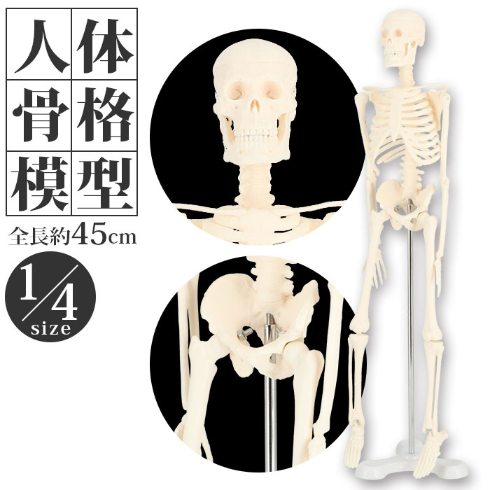 楽天BACKYARD FAMILY ママタウン人体模型 通販 人体骨格模型 骨格模型 人体骨格標本 骨格標本 全身骨格 骸骨 置物 45cm 1/4 模型 人体モデル 稼動 直立 教育用 教材 ハロウィン おもちゃ ガイコツ インテリア