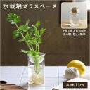 花瓶 ガラス 通販 BULB VASE バルブベース 11cm スパイス KEGY4053 ガラスベ ...