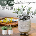 光触媒 フェイクグリーン 通販 インテリアグリーン 人工観葉植物 イミテーショングリーン 植物 飾る ポット 陶器 置物 イミテーション 消臭 抗菌 防カビ おしゃれ インテリアプランツ 癒し 癒やし リビング 和室 寝室 オシャレ 贈り物 ギフト 新生活