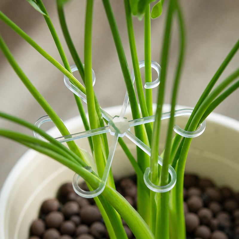 BADUSの植物サポートクリップは、観葉植物や鉢植えで広がりやすい複数の茎を中央へまとめるための園芸用アクセサリーです。中央ハブから放射状に伸びる6本のアームを備え、各アーム先端のフックへ茎を一本ずつ通して姿を整えます。モンステラなど、葉柄が複数方向へ広がる植物の整理を補助します。1セットには直径約13.5cm、11.7cm、7.7cm、5.7cmの4サイズが含まれます。中央部の内径はそれぞれ約1.8cm、1.5cm、0.95cm、0.70cmです。源画像に表示された約寸法のため、取り付け前に対象部の太さと茎の本数を確認し、無理なく装着できるサイズを選んでください。カラーは透明感のあるクリア、レッド、グリーンの3色です。取り付けるときは植物を傷めないよう、クリップを安定した位置へ置き、茎を一本ずつ先端フックへゆっくり掛けてください。茎を強く曲げたり、きつく引っ張ったりしないでください。成長に合わせて定期的に位置と締め付けを確認し、擦れ、食い込み、変色が見られた場合はすぐに外してください。本体素材は樹脂です。樹脂の種類、耐荷重、耐候年数は源データで確認できないため保証していません。屋外で使う場合は、日差し、雨、温度変化による劣化を点検してください。本品は植物の茎を整理する補助具であり、重量物の吊り下げや硬い枝の矯正には使用しないでください。画像内の植物、鉢、支柱などの撮影小物は付属しません。