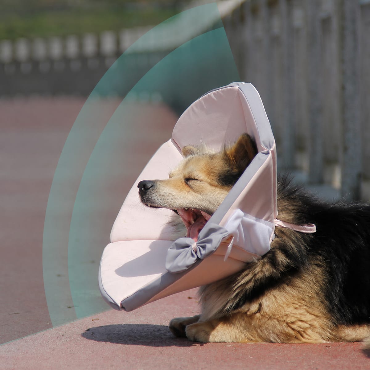 BADUS エリザベスカラー ペット用術後カラー 猫用エリザベスカラー 犬用エリザベス...