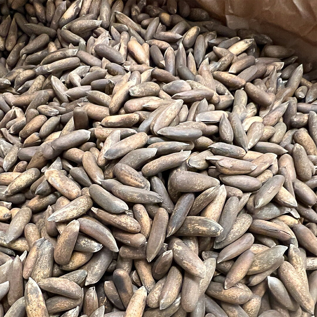 BAHAR　楽天市場店の殻付き　松の実　400g｜アングル2