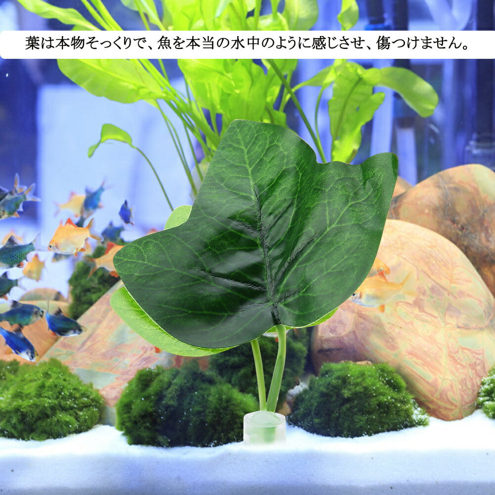 ����̵�����ߥ� �͹����� �� ��²�ۥץ��� �͹���ʪ �ٷ� ̵�� �Ķ��ˤ䤵���� ���� �ʴ� ¤�� ���� �ץ饹���å�
