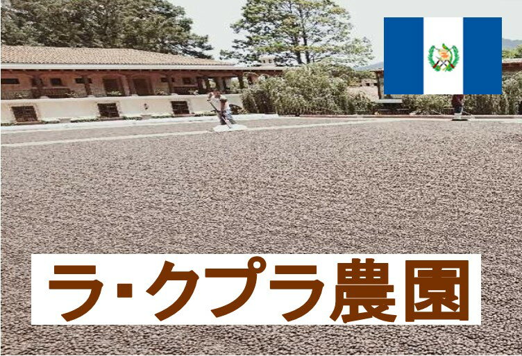 グアテマラ・ラ・クプラ農園 100g 珈琲 Coffee