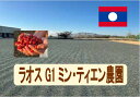ラオスアラビカG1ミン・ティエン農園 100g-500g 珈琲 Coffee コーヒー豆