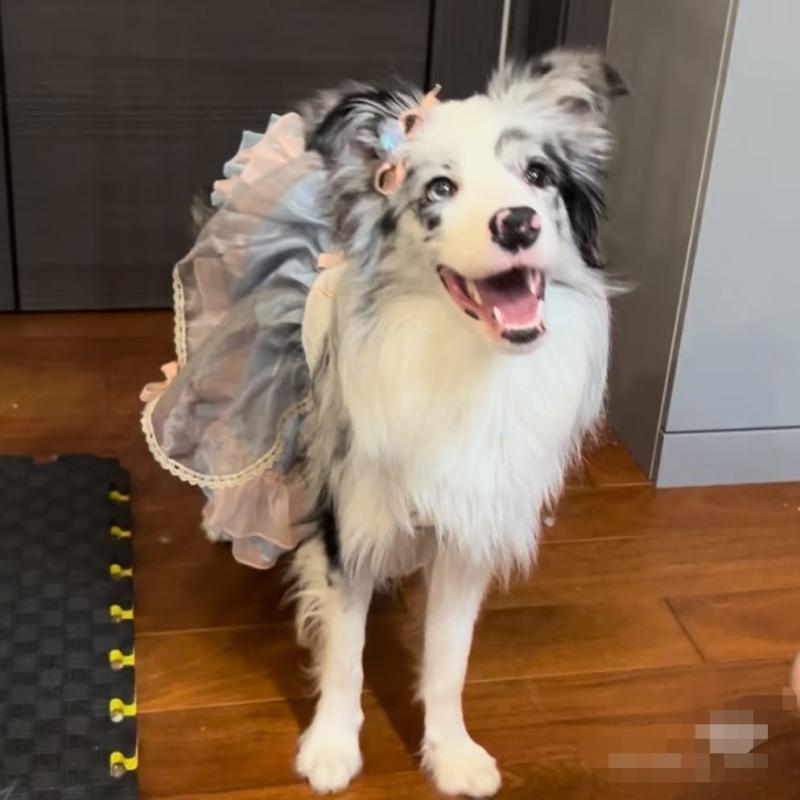 ペットウェア ドッグウェア 動物 衣装 パフォーマンス ファッション カジュアル コスプレ おもしろ