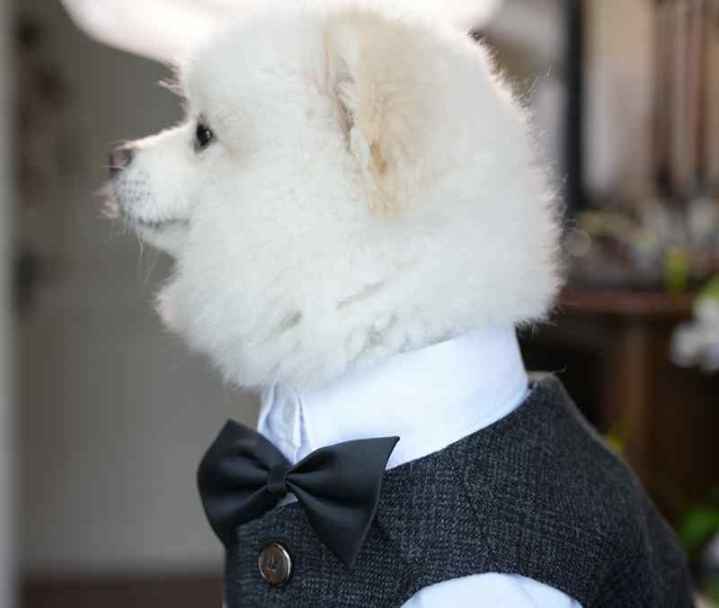 ペットウェア ドッグウェア 動物 衣装 パフォーマンス ファッション カジュアル コスプレ おもしろ