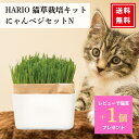 \レビュー特典300円割引クーポン/ 猫草 栽培キット 「 にゃんベジセット」 猫草栽培 ねこ草 猫用 毛玉ケア 燕麦 エン麦 日本製 磁器 鉢付き 初心者 簡...