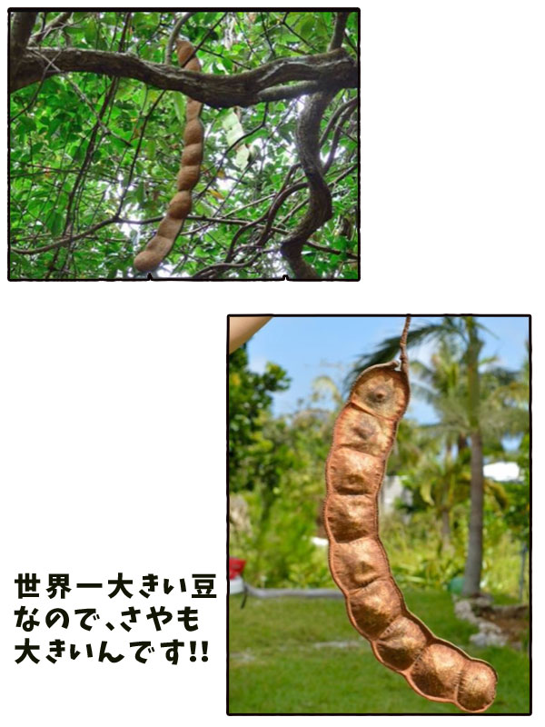 【ラッキービーンズ】モダマの豆10個セット モダマ 世界一大きい豆 もだま 藻玉 幸運のお守り 縁結び 子宝 アクセサリーパーツ ハンドメイド