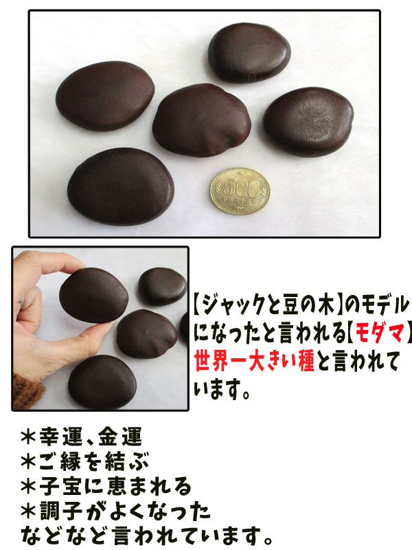 【ラッキービーンズ】モダマの豆10個セット モダマ 世界一大きい豆 もだま 藻玉 幸運のお守り 縁結び 子宝 アクセサリーパーツ ハンドメイド