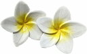 ウッドフランジパニ白 角花7cm 2個セット【バリ直輸入】【アジアン小物】【トロピカル雑貨】【花モチーフ】【バリインテリア】【南国リゾート】【インテリア雑貨】【クラフト】【バリ・アジアン雑貨バリパラダイス】(3)