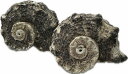 南の島の巻貝 リュウキュウカタベSサイズ2個セット【バリ・アジアン雑貨バリパラダイス】