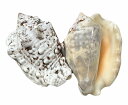南の島の貝 イボソデガイ Sサイズ【バリ・アジアン雑貨バリパラダイス】