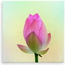 キャンバスアート 30cm×30cm 睡蓮 ロータス 睡蓮 信頼 絵画 アート 送料無料 キャンバス パネル アート パネルキャンバス 花言葉 子供 部屋 玄関...