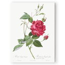 ピエール ジョセフ ルドゥーテ < Les Roses > バラ図鑑 薔薇 絵画 キャンバスアート ボタニカルアート F4 ファブリックパネル インテリア