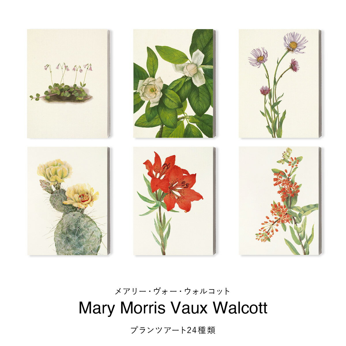 10％OFF＼当店全品P5倍／メアリー・ヴォー・ウォルコット （Mary Vaux Walcott）キャンバスパネル F4サイズ アートパネル 送料無料