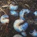無印 ラベル【送料無料】カブトムシの幼虫用 飼育マット 5kg(高栄養育成昆虫マット ) カブト採卵 及び 幼虫飼育用 カブトムシ の 飼育床 ガス抜き済み 昆...