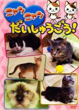 楽天市場】猫 にゃんにゃん（DVD｜CD・DVD）の通販
