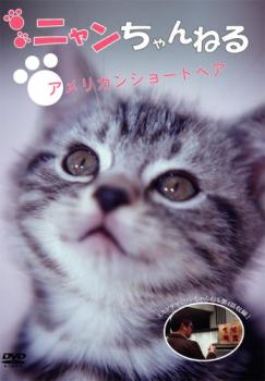 &nbsp;制作年、時間&nbsp;&nbsp;40分&nbsp;製作国&nbsp;日本&nbsp;メーカー等&nbsp;オルスタックピクチャーズ&nbsp;ジャンル&nbsp;趣味、実用／動物&nbsp;カテゴリー&nbsp;DVD&nbsp;入荷日&nbsp;【2026-04-14】【あらすじ】愛らしいネコが元気いっぱいに駆け回る姿と、その種の歴史、傾向、育て方やしつけ方などの役立つ情報を満載したシリーズのアメリカンショートヘアー編。好奇心旺盛で愛嬌のあるネコ。じゃれたり、顔を洗ったりする姿に和まされること請け合い！※ジャケット(紙)には、バーコード・管理用シール等が貼ってある場合があります。※DVDケース無しです。予めご了承ください。ディスクはクリーニングを行い出荷します