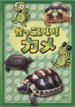 &nbsp;制作年、時間&nbsp;2004年&nbsp;26分&nbsp;製作国&nbsp;日本&nbsp;メーカー等&nbsp;キングレコード&nbsp;ジャンル&nbsp;趣味、実用／動物／子供向け、教育&nbsp;カテゴリー&nbsp;DVD&nbsp;入荷日&nbsp;【2026-04-06】【あらすじ】5歳以上の子どもを対象に、子どもたちに大人気のペット「カメ」の種類・生態・飼育方法などを、オリジナルアニメキャラクター（カメロン）が紹介※ジャケット(紙)には、バーコード・管理用シール等が貼ってある場合があります。※DVDケース無しです。予めご了承ください。レンタル落ちの中古品ですディスクはクリーニングを行い出荷します