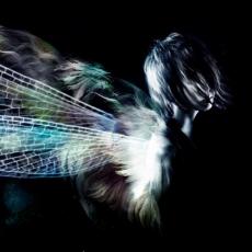 蟲の音【CD、音楽 中古 CD】メール便可 ケース無:: レンタル落ち 【ご奉仕価格】(2.0)