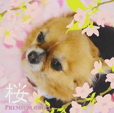 桜ソング 旅立ちの日に 2CD【CD、音楽 中古 CD】メール便可 ケース無:: レンタル落ち