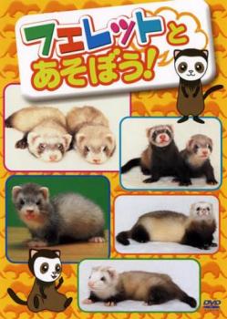 &nbsp;出　演&nbsp;村井えり&nbsp;制作年、時間&nbsp;2004年&nbsp;27分&nbsp;製作国&nbsp;日本&nbsp;メーカー等&nbsp;キングレコード&nbsp;ジャンル&nbsp;趣味、実用／カルチャー／動物&nbsp;カテゴリー&nbsp;DVD&nbsp;入荷日&nbsp;【2026-04-09】【あらすじ】「いきものかってみよう！」シリーズ。ネコみたいに人懐っこく、子供のいる家庭で人気のフェレット。フェレットの種類・生態を始め、病気対処、お手入れなどの飼育方法をフェレットキャラクターが分かりやすく解説してくれる。※ジャケット(紙)には、バーコード・管理用シール等が貼ってある場合があります。※DVDケース無しです。予めご了承ください。レンタル落ちの中古品ですディスクはクリーニングを行い出荷します