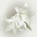Two Chics【CD、音楽 新古:未使用 CD】メール便可 【ご奉仕価格】