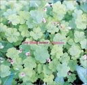 【ご奉仕価格】organic アコースティック セルフカバー アルバム【CD、音楽 中古 CD】メール便可 ケース無:: レンタル落ち