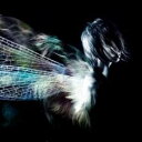 【ご奉仕価格】蟲の音【CD、音楽 中古 CD】メール便可 ケース無:: レンタル落ち