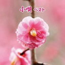 【ご奉仕価格】小唄 ベスト【CD、音楽 新古:未使用 CD】メール便可