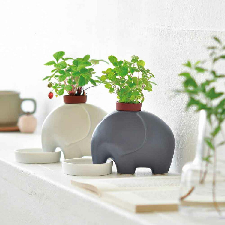 《SALE★20%OFF》【5個セット】 栽培キット 室内 ハーブ アップルミント ワイルドス...