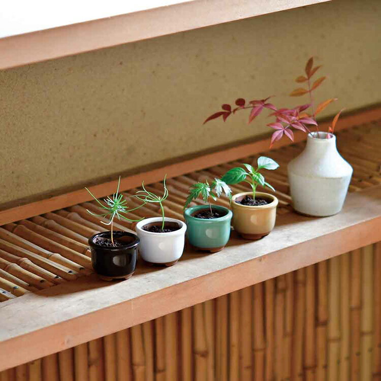 《SALE★52%OFF》【3種セット】 ミニ盆栽 黒松 赤松 五色とうがらし 盆栽 手のひら...