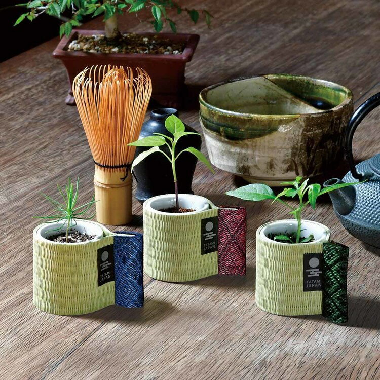 《SALE★16%OFF》お芽でたおちょこ畳栽培キット 栽培セット 聖新陶芸 黒松 鷹の爪 ...