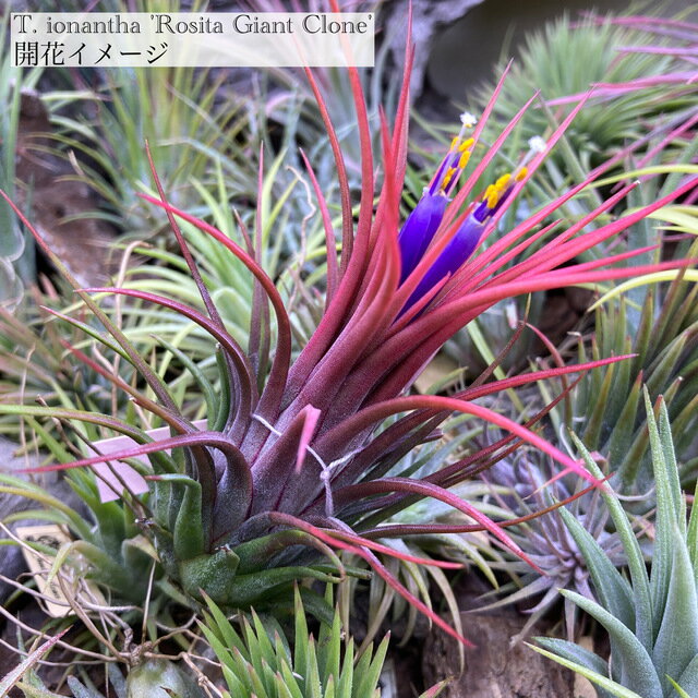チランジアイオナンタ'ロシータジャ...