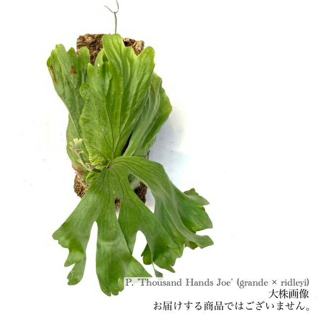 楽天市場】ビカクシダ リドレイ(サイズ(花束・観葉植物・盆栽 楽天市場】ビカクシダ リドレイ(サイズ(花束・観葉植物・盆栽