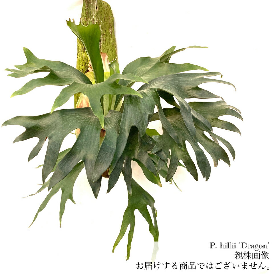 楽天市場】ビカクシダ ヒリー(観葉植物|花・観葉植物):花 楽天市場】ビカクシダ ヒリー(観葉植物|花・観葉植物):花