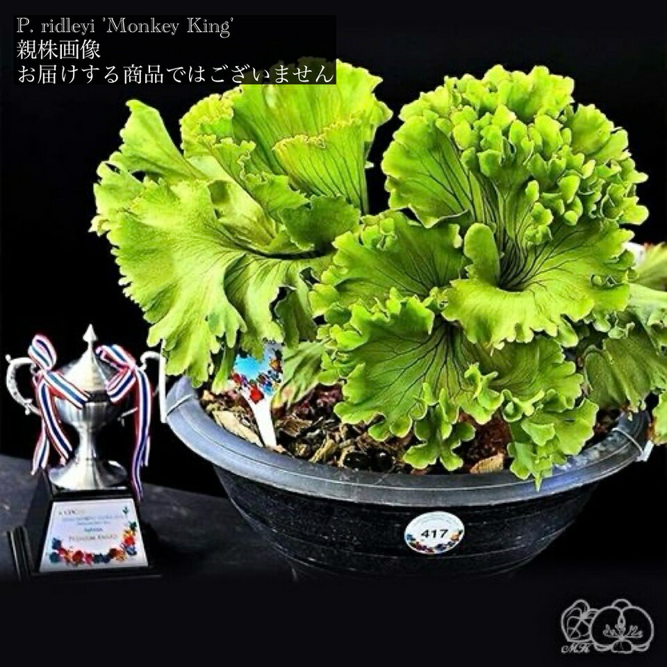 楽天市場】ビカクシダ リドレイ(サイズ(花束・観葉植物・盆栽 楽天市場】ビカクシダ リドレイ(サイズ(花束・観葉植物・盆栽