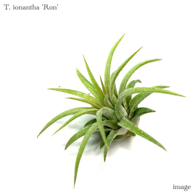 チランジア イオナンタ 'ロン' (エアープランツ ティランジア 観葉植物 おしゃれ 壁掛け インテリア ミニ 小型 吊り下げ 室内 ionantha 'Ron')