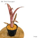 rxMA 'sNVy' 4 (ϗtA  Ǌ| CeA ~j ^ ^ ݂艺  ^NuA Billbergia 'Pink Champagne')