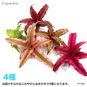 Nv^TX ܂ 4Zbg (ϗtA  Ǌ| CeA ~j ^ ݂艺  uA rrb^[^X Cryptanthus)