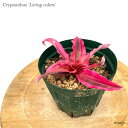 Nv^TX 'rOJ[Y' 4 (ϗtA  Ǌ| CeA ~j ^ ^ ݂艺  uA Cryptanthus 'Living colors')