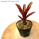 lIQA 'Mo ybp[v[Y' (ϗtA  Ǌ| CeA ~j ^ ݂艺  ^NuA Neoregelia 'Mo Pepper Please')