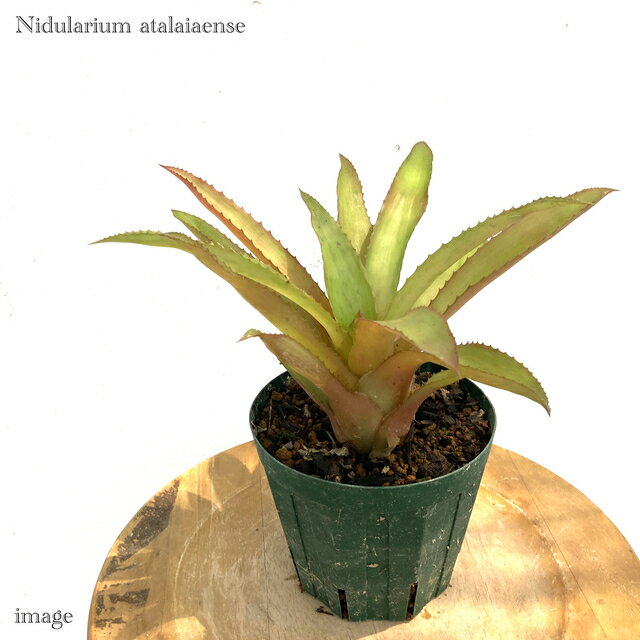 ニデラリウム アタライアエンセ (観葉植物 おしゃれ 壁掛け インテリア ミニ 小型 大型 吊り下げ 室内 タンクブロメリア Nidularium atalaiaense)