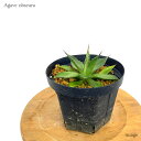 AKx IuXL 5 c (ϗtA  CeA ݂艺 Ǌ| ~j ^ ^ A Agave obscura seedling IuXN)